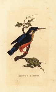 Közönséges jégmadár, Alcedo atthis alkotó: Edward Donovan