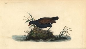 Közönséges ürge, Gallinula chloropus. Kézi színű rézlemez, amelyet Edward Donovan rajzolt és metszett a saját Londoni „British Birds természettörténetéből” alkotó: Edward Donovan