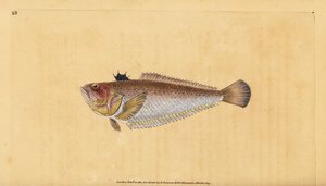 Közönséges vagy nagyobb kecske, Trachinus draco. Kézzel színezett rézlemez, amelyet Edward Donovan rajzolt és metszett a British Fishes, Donovan and F.C. Natural History of British Fishes című művéből. és J. Rivington, London alkotó: Edward Donovan