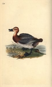 Közönséges pochard vagy vörösfejű gyöngyvirág, Aythra ferina (nőstény). Kézi színű rézlemez, amelyet Edward Donovan rajzolt és metszett a saját Londoni „British Birds természettörténetéből” alkotó: Edward Donovan
