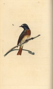 Közönséges vörös szárú, Phoenicurus phoenicurus. Kézi színű rézlemez, amelyet Edward Donovan rajzolt és metszett a saját Londoni „British Birds természettörténetéből” alkotó: Edward Donovan
