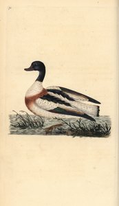 Közönséges kagyló, Tadorna tadorna. Kézi színű rézlemez, amelyet Edward Donovan rajzolt és metszett a saját Londoni „British Birds természettörténetéből” alkotó: Edward Donovan