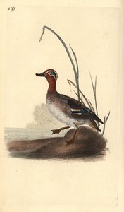 Közönséges kékeszöld, Anas crecca, hím. Kézi színű rézlemez, amelyet Edward Donovan rajzolt és metszett a saját Londoni „British Birds természettörténetéből” alkotó: Edward Donovan