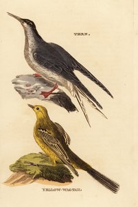 Common Turn, Sterna