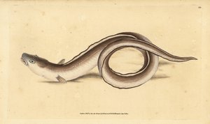 Conger angolna, Muraena conger. Kézzel színezett rézlemez, amelyet Edward Donovan rajzolt és metszett a British Fishes, Donovan and F.C. Natural History of British Fishes című művéből. és J. Rivington, London alkotó: Edward Donovan