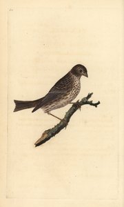 Kukoricasármány, Miliaria calandra. Kézi színű rézlemez, amelyet Edward Donovan rajzolt és metszett a saját Londoni „British Birds természettörténetéből” alkotó: Edward Donovan