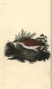 Corn crake, Crex crex. Majdnem megfenyegetve. Kézi színű rézlemez, amelyet Edward Donovan rajzolt és metszett a saját Londoni „British Birds természettörténetéből” alkotó: Edward Donovan