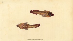 Cornish balek, Lepadogaster purpurea (Ocellated balek, Cyclopterus ocellatus). Kézzel színezett rézlemez, amelyet Edward Donovan rajzolt és metszett a British Fishes, Donovan and F.C. Natural History of British Fishes című művéből. és J. Rivington, London alkotó: Edward Donovan