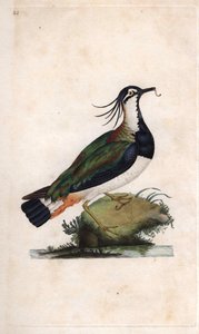 Cuppa Lapwing. Vanellus vanellus (Tringa vanellus). Edward Donovan (1768-1837) rézmetsze, megjelent a Natural History of British Birds, Londonban alkotó: Edward Donovan