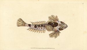 Dragonet, Callionymus lyra (Sordid dragonet, Callionymus dracunculus). Kézzel színezett rézlemez, amelyet Edward Donovan rajzolt és metszett a British Fishes, Donovan and F.C. Natural History of British Fishes című művéből. és J. Rivington, London alkotó: Edward Donovan