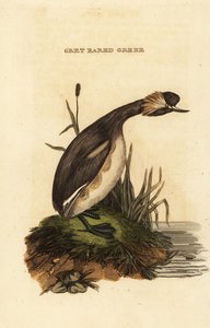 Füles vöcsök vagy szarvas vöcsök, felnőtt, Podiceps auritus alkotó: Edward Donovan