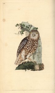 Erázsiai törpebagoly, Glaucidium passerinum. Kézi színű rézlemez, amelyet Edward Donovan rajzolt és metszett a saját Londoni „British Birds természettörténetéből” alkotó: Edward Donovan
