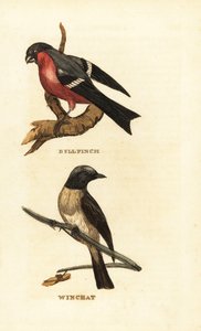Eurázsiai süvöltő, Pyrrhula pyrrhula és sivacska, Saxicola rubetra alkotó: Edward Donovan
