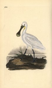 Eurázsiai vagy közönséges kanalasgém, Platalea leucorodia. Kézi színű rézlemez, amelyet Edward Donovan rajzolt és metszett a saját Londoni „British Birds természettörténetéből” alkotó: Edward Donovan