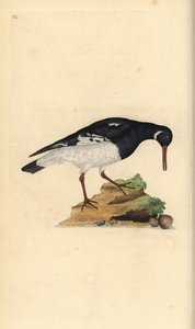 Eurázsiai laskafogó, Haematopus ostralegus. Kézi színű rézlemez, amelyet Edward Donovan rajzolt és metszett a saját Londoni „British Birds természettörténetéből” alkotó: Edward Donovan