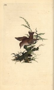 Eurázsiai wren, troglodytes troglodytes. Kézzel színezett rézlemez, amelyet Edward Donovan rajzolt és metszett a saját „Britan madarak természettörténetéből” (1794-1819). Edward Donovan (1768-1837) angol-ír amatőr zoológus, író, művész és metsző. alkotó: Edward Donovan