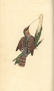Eurázsiai nyak, Jynx torquilla. Kézi színű rézlemez, amelyet Edward Donovan rajzolt és metszett a saját Londoni „British Birds természettörténetéből” alkotó: Edward Donovan