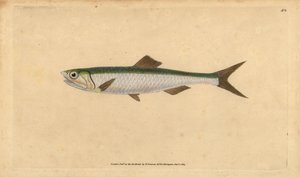 Európai szardella, Engraulis encrasicolus (Szardella, Clupea encrasicolus). Kézzel színezett rézlemez, amelyet Edward Donovan rajzolt és metszett a British Fishes, Donovan and F.C. Natural History of British Fishes című művéből. és J. Rivington, London alkotó: Edward Donovan