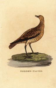 Európai aranylile, Pluvialis apricaria alkotó: Edward Donovan