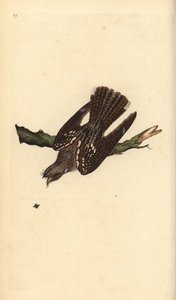Európai éjszakai korsó, Caprimulgus europaeus. Kézi színű rézlemez, amelyet Edward Donovan rajzolt és metszett a saját Londoni „British Birds természettörténetéből” alkotó: Edward Donovan