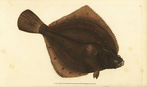 Európai pleuronectes platessa. Kézzel színezett rézlemez, amelyet Edward Donovan rajzolt és metszett a British Fishes, Donovan and F.C. Natural History of British Fishes című művéből. és J. Rivington, London alkotó: Edward Donovan