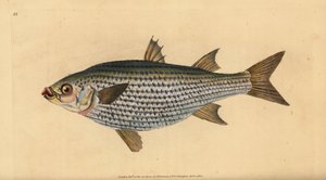 Laposfejű márna, Mugil cephalus. Kézzel színezett rézlemez, amelyet Edward Donovan rajzolt és metszett a British Fishes, Donovan and F.C. Natural History of British Fishes című művéből. és J. Rivington, London alkotó: Edward Donovan