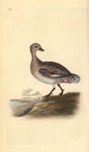 Gadwall (nőstény), Anas strepera. Kézi színű rézlemez, amelyet Edward Donovan rajzolt és metszett a saját Londoni „British Birds természettörténetéből” alkotó: Edward Donovan