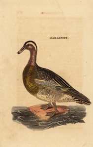 Garganey, Spatula querquedula, kis kacsa alkotó: Edward Donovan