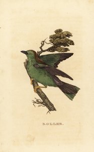 Garrulous henger vagy európai henger, Coracias garrulus alkotó: Edward Donovan