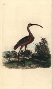 Fényes íbisz, Plegadis falcinellus. Kézi színű rézlemez, amelyet Edward Donovan rajzolt és metszett a saját Londoni „British Birds természettörténetéből” alkotó: Edward Donovan