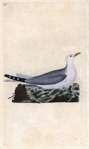 Goeland hamu. Larus canus. Edward Donovan (1768-1837) rézmetsze, megjelent a Natural History of British Birds, Londonban alkotó: Edward Donovan