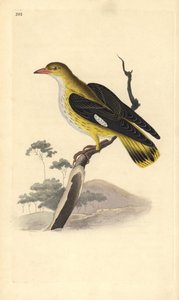 Arany oriole (nőstény), Oriolus oriolus. Kézi színű rézlemez, amelyet Edward Donovan rajzolt és metszett a saját Londoni „British Birds természettörténetéből” alkotó: Edward Donovan