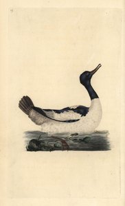 Goosander, Mergus merganser. Kézi színű rézlemez, amelyet Edward Donovan rajzolt és metszett a saját Londoni „British Birds természettörténetéből” alkotó: Edward Donovan