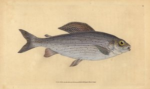 Szürke, Thymallus thymallus (Salmo thymallus). Kézzel színezett rézlemez, amelyet Edward Donovan rajzolt és metszett a British Fishes, Donovan and F.C. Natural History of British Fishes című művéből. és J. Rivington, London alkotó: Edward Donovan
