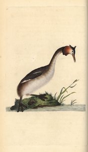 Tarajos vöcsök, Podiceps cristatus. Kézi színű rézlemez, amelyet Edward Donovan rajzolt és metszett a saját Londoni „British Birds természettörténetéből” alkotó: Edward Donovan