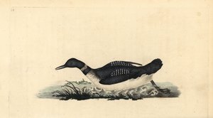 Nagyszerű északi búvár, Gavia immer. Kézi színű rézlemez, amelyet Edward Donovan rajzolt és metszett a saját Londoni „British Birds természettörténetéből” alkotó: Edward Donovan