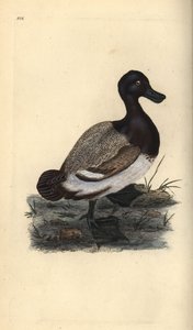 Nagy kacsa, Aythya marila. Kézi színű rézlemez, amelyet Edward Donovan rajzolt és metszett a saját Londoni „British Birds természettörténetéből” alkotó: Edward Donovan