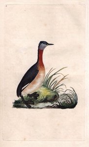 Grebe vidám. Podiceps grisegena (Podiceps ruficollis). Edward Donovan (1768-1837) rézmetsze, megjelent a londoni Histoire naturelle des oiseaux britanniques-ban alkotó: Edward Donovan
