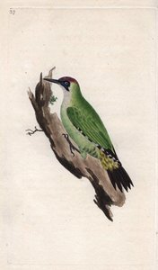 Zöld harkály. Picus viridis. Edward Donovan (1768-1837) rézmetsze, megjelent a Natural History of British Birds, Londonban alkotó: Edward Donovan