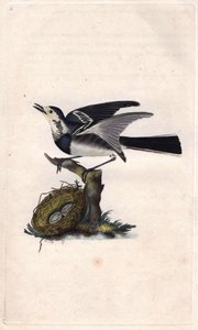 Szürke Wagtail. Motacilla alba. Edward Donovan (1768-1837) rézmetsze, megjelent a Natural History of British Birds, Londonban alkotó: Edward Donovan