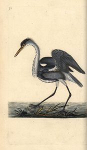 Szürke gém, Ardea cinerea. Kézi színű rézlemez, amelyet Edward Donovan rajzolt és metszett a saját Londoni „British Birds természettörténetéből” alkotó: Edward Donovan