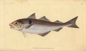 Foltos tőkehal, Melanogrammus aeglefinus (Gadus aeglefinus). Sebezhető. Kézzel színezett rézlemez, amelyet Edward Donovan rajzolt és metszett a British Fishes, Donovan and F.C. Natural History of British Fishes című művéből. és J. Rivington, London alkotó: Edward Donovan