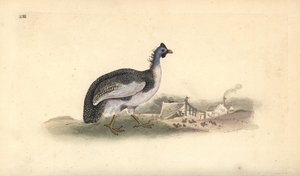 Sisakos gyöngytyúk, Numida meleagris. Kézi színű rézlemez, amelyet Edward Donovan rajzolt és metszett a saját Londoni „British Birds természettörténetéből” alkotó: Edward Donovan