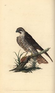 Hobbi, Falco subbuteo, egyik lábával egy döglött madáron. Kézi színű rézlemez, amelyet Edward Donovan rajzolt és metszett a saját Londoni „British Birds természettörténetéből” alkotó: Edward Donovan