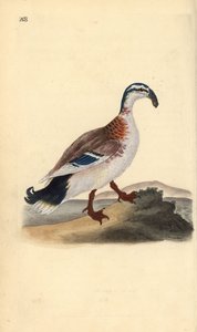 Horogcsőrű tőkés réce, Anas platyrhynchos. Kézi színű rézlemez, amelyet Edward Donovan rajzolt és metszett a saját Londoni „British Birds természettörténetéből” alkotó: Edward Donovan