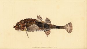 Hooknose, Agonus cataphractus (Pogge vagy fegyveres bikafej, Cottus cataphractus). Kézzel színezett rézlemez, amelyet Edward Donovan rajzolt és metszett a British Fishes, Donovan and F.C. Natural History of British Fishes című művéből. és J. Rivington, Lon alkotó: Edward Donovan