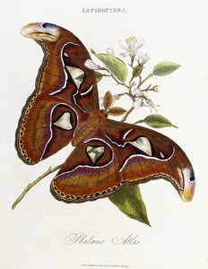 Lepidoptera: Phaloena Atlas, 1798-1799 alkotó: Edward Donovan