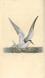Kiscsér, Sternula albifrons. Kézi színű rézlemez, amelyet Edward Donovan rajzolt és metszett a saját Londoni „British Birds természettörténetéből” alkotó: Edward Donovan
