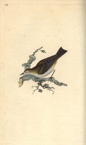 Kisebb kishalak, hippolay motacilla. Kézi rézmetszet, rajzolta és metszette Edward Donovan saját "Natural History of British Birds" című művéből, London. alkotó: Edward Donovan