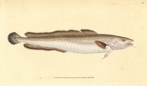 Menyhal, Molva molva (Gadus molva). Kézzel színezett rézlemez, amelyet Edward Donovan rajzolt és metszett a British Fishes, Donovan and F.C. Natural History of British Fishes című művéből. és J. Rivington, London